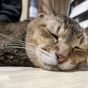 のろまの画像