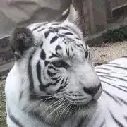 紅茶の画像