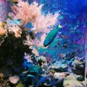 る¨̮⑅*の画像