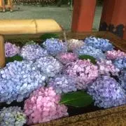 ちひも