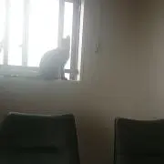 猫娘の画像