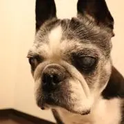 くるみの画像