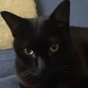 くろにゃん