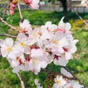 Mimiminaの画像