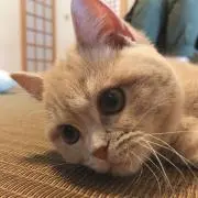 りゅま