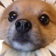 みーこの画像