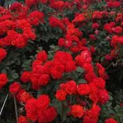 roseの画像