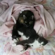 ゆうこ　断捨離中！の画像