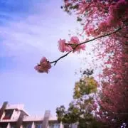 （＾ν＾）の画像