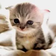 ミルクの画像