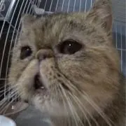 ブサメの画像