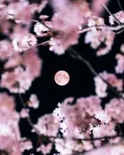 masの画像