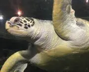 おにぎりの画像