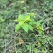 キョウの画像