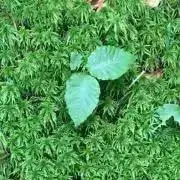 ケロオの画像