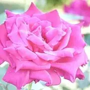 ♢PINK♢の画像