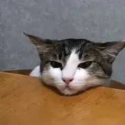 大安吉日の画像