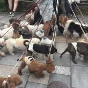 トウリの画像