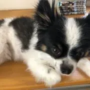 良祐