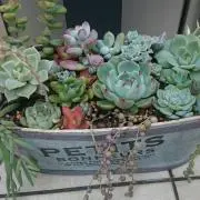 ホエルコの画像