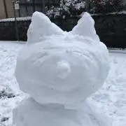 ピピの画像