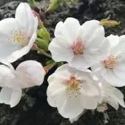 マロン⭐︎発送まで4〜7日いただきますの画像