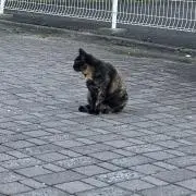 riririの画像