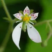 さつまあげの画像