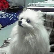 ふうたろう