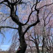 もやしの画像