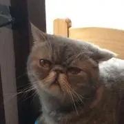 にゃー吉　プロフィールお読みください！の画像
