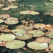 モネの画像