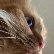 Cha