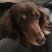 choco