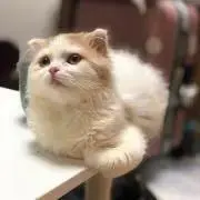 モンエンの画像