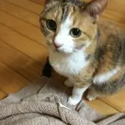 meimei (プロフ見て下さい）の画像