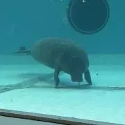 Manaの画像