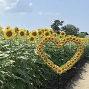 あいっこの画像