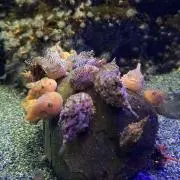 フウセンウオの画像
