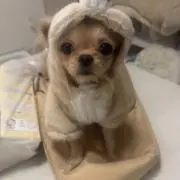 ひよこ丸の画像