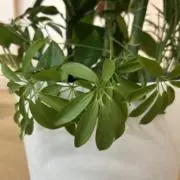 もりみ