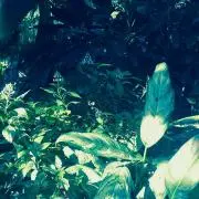 かず～