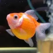 大和 ☆ hanamizukiの画像