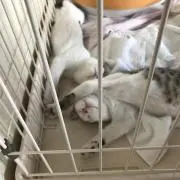 キティ