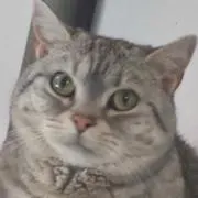 ゴリラ(猫の画像