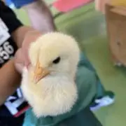 モサの画像