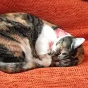 らっこの画像