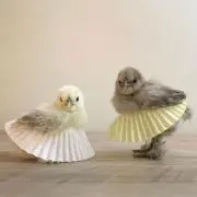 JNの画像