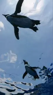 non武蔵の画像