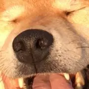 kote-------